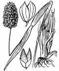Nom original: Phalaris canariensis (n°3926)