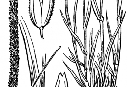 Nom original: Phleum boehmeri (n°3934)