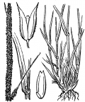 Nom original: Phleum boehmeri (n°3934)
