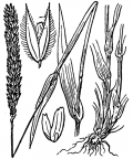 Nom original: Phleum michelii (n°3935)