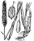 Nom original: Alopecurus pratensis (n°3941)