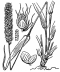 Nom original: Setaria glauca (n°3954)