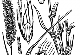 Nom original: Setaria viridis (n°3955)