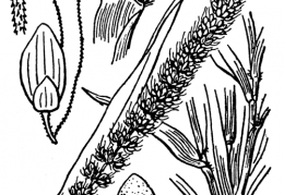 Nom original: Setaria verticillata (n°3956)