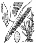 Nom original: Setaria verticillata (n°3956)