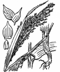 Nom original: Panicum miliaceum (n°3958)