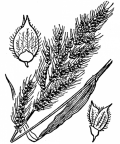 Nom original: Echinochloa crus-galli (n°3963)