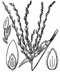 Nom original: Digitaria sanguinalis (n°3964)