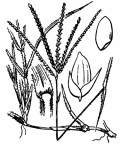 Nom original: Cynodon dactylon (n°3968)