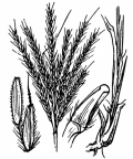 Nom original: Andropogon ischaemum (n°3976)