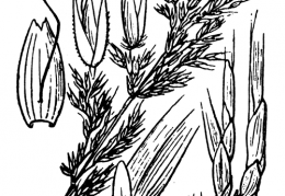 Nom original: Calamagrostis arundinacea (n°3990)
