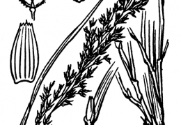 Nom original: Calamagrostis tenella (n°3997)