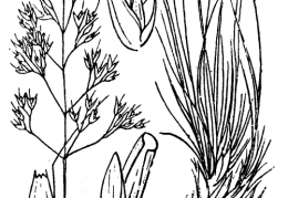 Nom original: Agrostis alpina (n°4003)