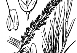Nom original: Agrostis canina (n°4007)