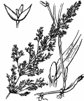 Nom original: Agrostis alba (n°4011)