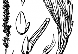 Nom original: Agrostis filifolia (n°4013)