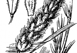 Nom original: Polypogon monspeliensis (n°4020)
