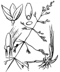 Nom original: Milium effusum (n°4031)