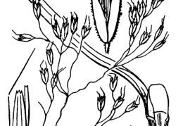 Nom original: Deschampsia flexuosa (n°4050)