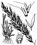 Nom original: Trisetum flavescens (n°4077)