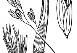 Nom original: Danthonia decumbens (n°4085)