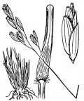 Nom original: Danthonia decumbens (n°4085)