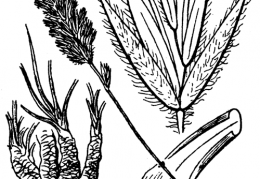 Nom original: Koeleria setacea (n°4089)