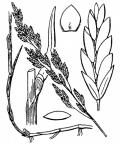 Nom original: Poa compressa (n°4104)