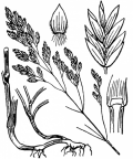Nom original: Poa pratensis (n°4106)