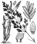 Nom original: Poa chaixii (n°4107)