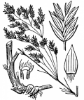 Nom original: Poa hybrida (n°4108)