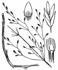 Nom original: Poa palustris (n°4110)