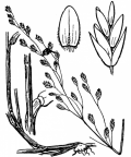 Nom original: Poa nemoralis (n°4111)