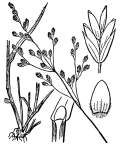 Nom original: Poa caesia (n°4113)