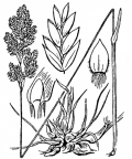 Nom original: Poa bulbosa (n°4115)