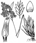 Nom original: Poa alpina (n°4117)