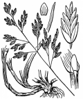 Nom original: Poa annua (n°4122)