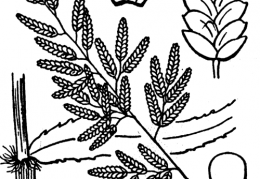 Nom original: Eragrostis major (n°4123)