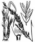 Nom original: Molinia caerulea (n°4128)
