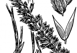 Nom original: Melica ciliata (n°4129)