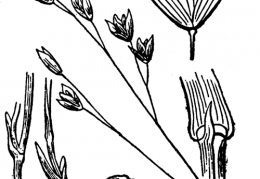 Nom original: Melica uniflora (n°4134)