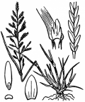 Nom original: Scleropoa rigida (n°4141)