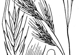 Nom original: Festuca gigantea (n°4158)