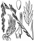 Nom original: Festuca fenas (n°4161)