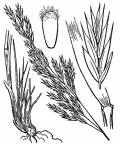 Nom original: Festuca heterophylla (n°4168)