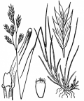 Nom original: Festuca pumila (n°4175)