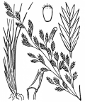 Nom original: Festuca amethystina (n°4181)