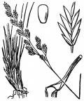 Nom original: Festuca capillata (n°4182)