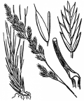 Nom original: Festuca ovina (n°4183)