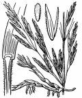 Nom original: Bromus inermis (n°4187)